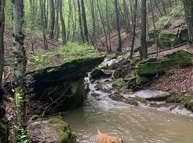 The Legends , Art & Forest فيلة *